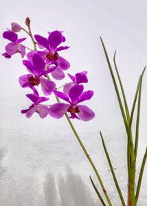 Papilionanda Gelora Bandung