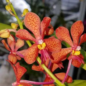 <i>Renantanda</i> Little Fiery Dancers