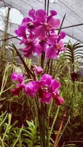 Papilionanda Mamo