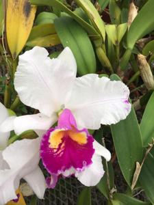 Cattleya Leonard Walker