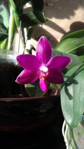 Phalaenopsis Ho's Lovely Amethyst