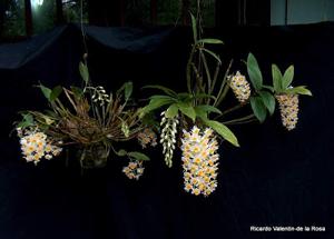 Dendrobium Chet's Choice
