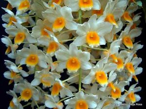 Dendrobium Chet's Choice