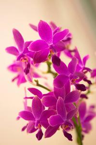 <i>Phalaenopsis</i> I-Hsin Flying Fire