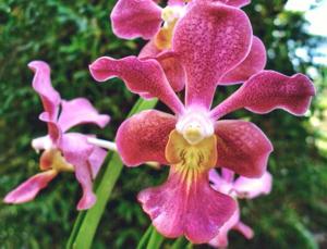 <i>Papilionanda</i> Colorful