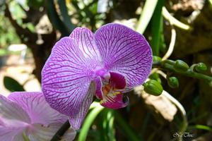 Phalaenopsis New Stripes