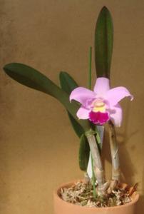 Cattlianthe Sakura Candy