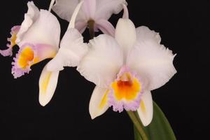 <i>Rhyncattleanthe</i> Schroder's Love