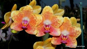 <i>Phalaenopsis</i> Dajao's Red Buddha