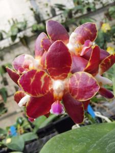 Phalaenopsis Lyndon Passionate Girl