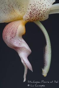 Stanhopea Poivre et Sel