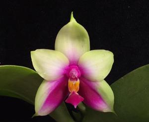 <i>Phalaenopsis</i> Pylo's Bellina