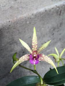 Dendrobium Peppard