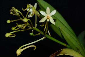 Vanda Twinkle