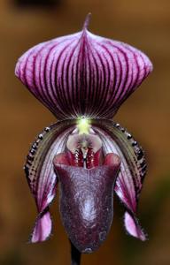 <i>Paphiopedilum</i> Clubber Lang
