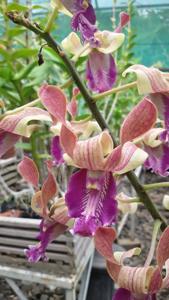 Dendrobium Imelda Marina Masagung
