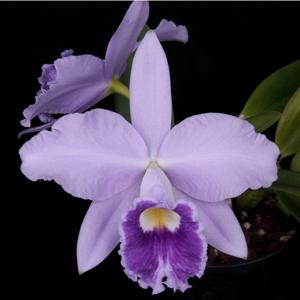 Cattleya Cornelis' Love
