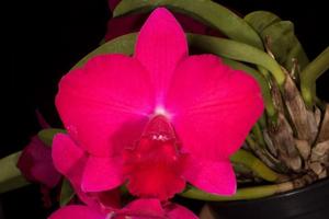 Rhyncholaeliocattleya Higher Multiplier