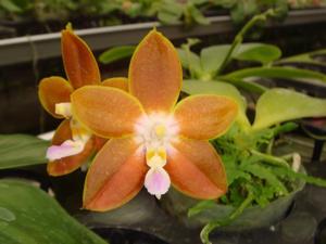<i>Phalaenopsis</i> Yaphon Surprise Happiness