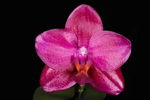 Phalaenopsis Mituo King
