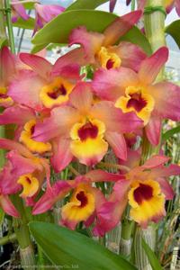 Dendrobium Morning Glow