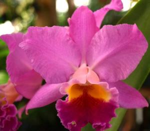 Rhyncattleanthe Bonnie Petry