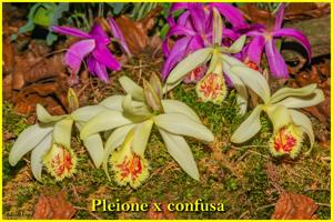 Pleione confusa