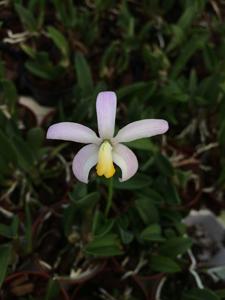 Cattleya Minipousse LCDO