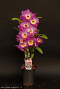 Dendrobium Noble Smile