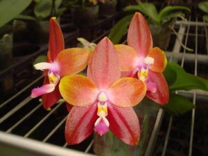 Phalaenopsis Yaphon Oh Mygod