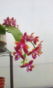 Phalaenopsis Yaphon Oh Mygod