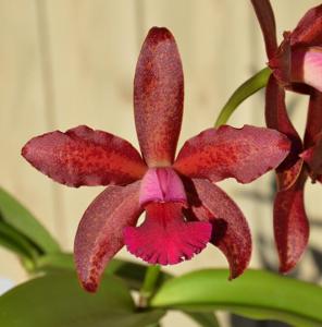 Cattleya Florence Lin