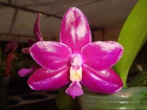 Phalaenopsis Chienlung Red King