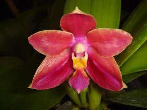 Phalaenopsis Chienlung Red King