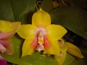 Phalaenopsis Chienlung Happy Girl