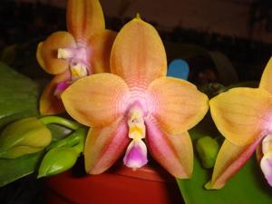 Phalaenopsis Chienlung Happy Girl