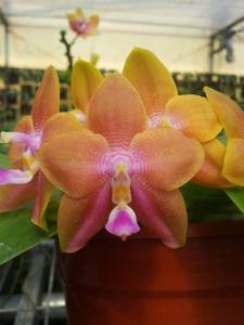 Phalaenopsis Chienlung Happy Girl
