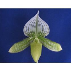 Paphiopedilum Spring Wolf