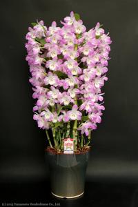 Dendrobium Aurora Queen