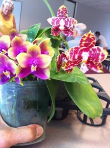 Phalaenopsis Mituo King Bellina