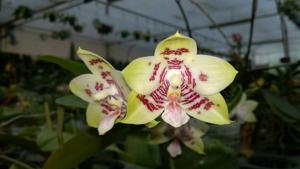 Phalaenopsis Chienlung Mosaics