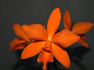 <i>Rhyncattleanthe</i> Orange Passion