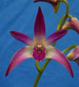 <i>Dendrobium</i> Classier
