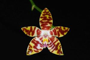 <i>Phalaenopsis</i> Alambra