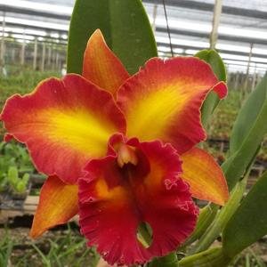 Rhyncholaeliocattleya Chomthong Fancy