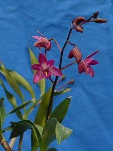 Dendrobium Auscobber