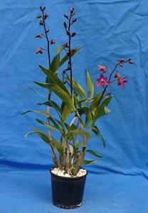 Dendrobium Auscobber