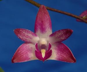 Dendrobium Auscobber