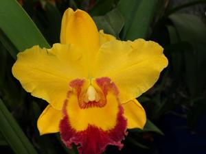 Rhyncholaeliocattleya Diamonds and Gold