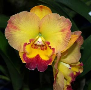 Rhyncholaeliocattleya January's Diamond